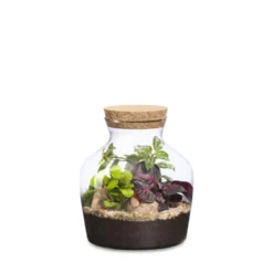 Terrarium autonome Dean botanic® - Ø 20 x 21 cm