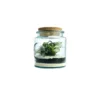 Terrarium autonome Mao L botanic® - Ø 12 x 14 cm