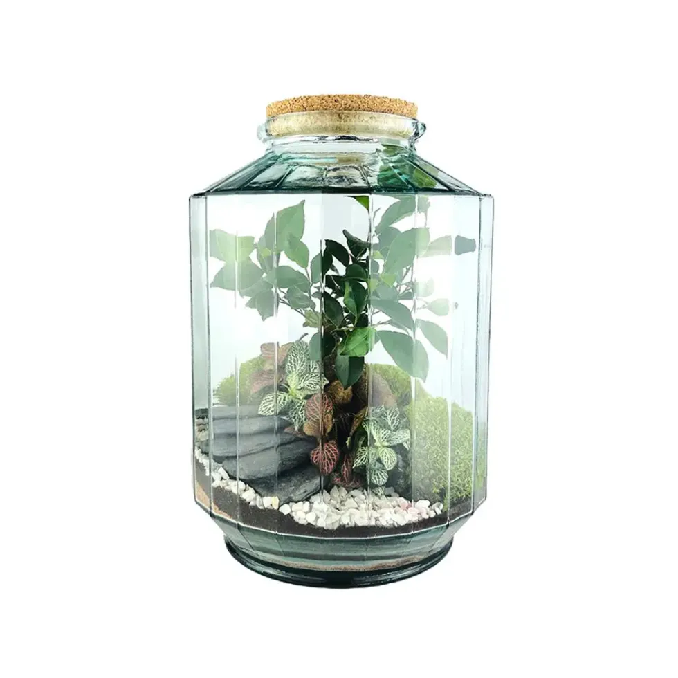 Terrarium autonome Napoli L botanic® - Ø 25 x 37 cm