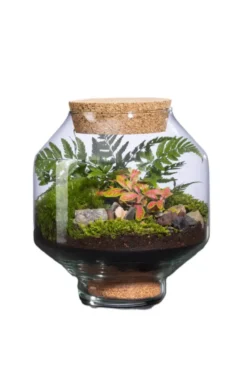 Terrarium autonome Solu L botanic® - Ø 10,5-21 x 23,5 cm