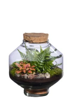 Terrarium autonome Solu M botanic® - Ø 10,3-17 x 20 cm
