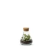 Terrarium Bulle de Nature Laborantin en verre transparent Naturalys - Ø 10,5 x 13 cm