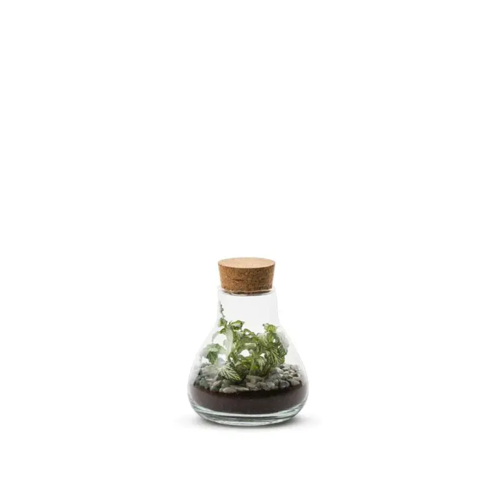 Terrarium Bulle de Nature Laborantin en verre transparent Naturalys - Ø 10,5 x 13 cm