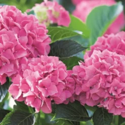Terreau hortensias, rhododendrons et azalées botanic®