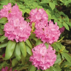 Terre dite de bruyère botanic® - 40 L