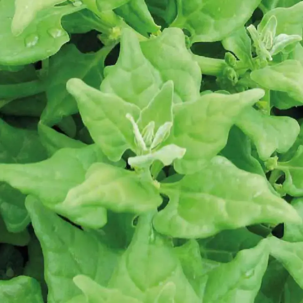 Tetragone Bio. Le pot de 10,5 cm
