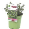 Thym Citron Bio. Le pot de 1 litre