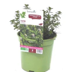Thym Citron Bio. Le pot de 1 litre