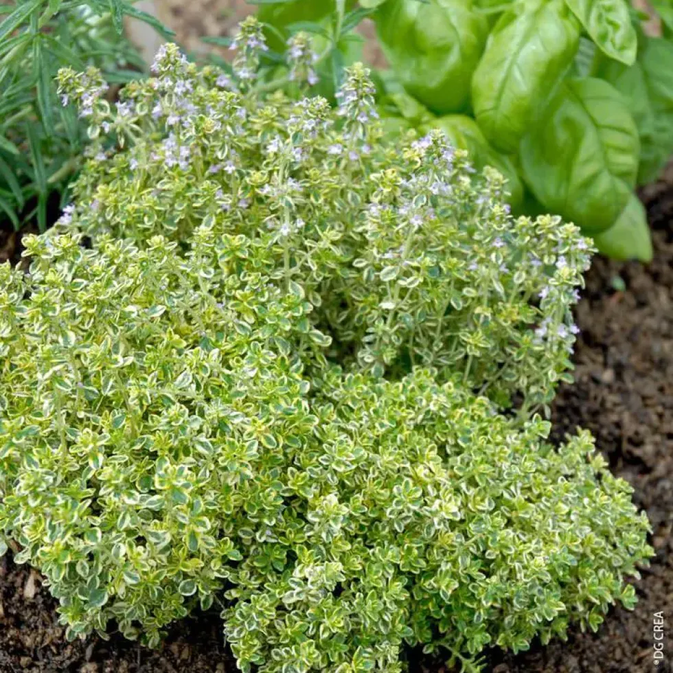 Thym Citron Panache Bio. Le pot de 2,5 litres