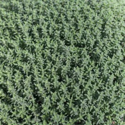 Thym Commun Bio. Le pot de 10,5 cm
