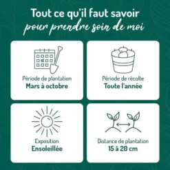 Thym Commun Bio. Le pot de 2,5 litres