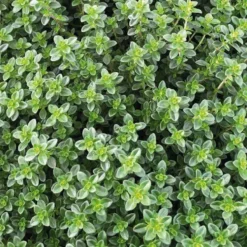 Thym Commun Bio. Le pot de 2,5 litres