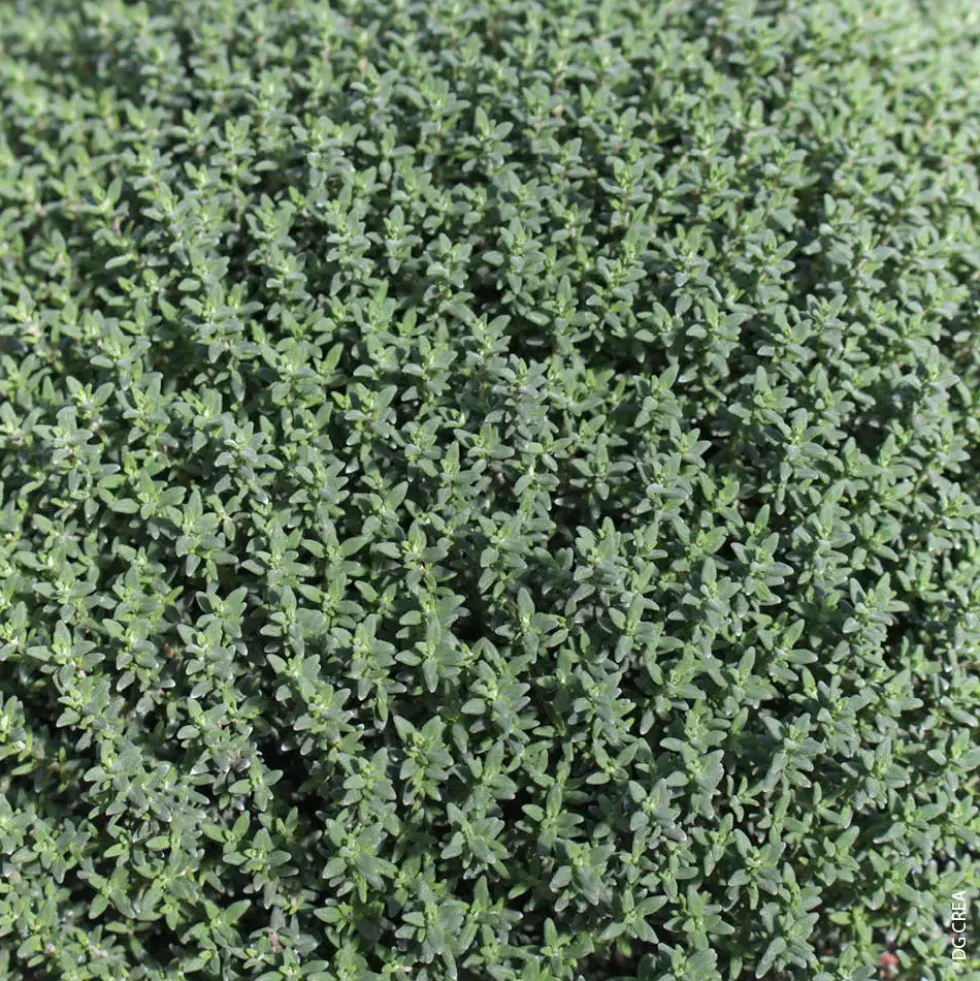 Thym commun. Le pot de 10,5 cm