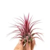 Tillandsia ionantha rouge 8 cm