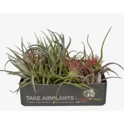 Tillandsia mix vert 7 cm