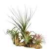 Tillandsia vert x 4 avec racine 20 cm