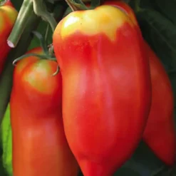 Tomate Allongée Andine Cornue Bio. La barquette de 3 plants