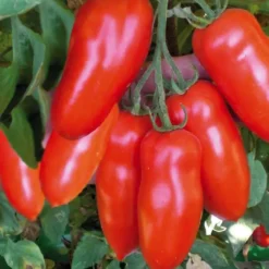 Tomate Allongee San Marzano Bio. La barquette de 3 plants