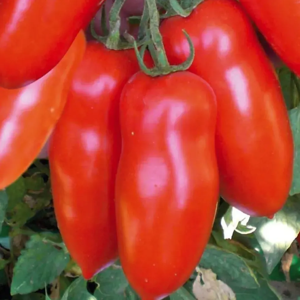 Tomate Allongée San Marzano Bio. La barquette de 3 plants