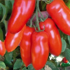 Tomate Allongée San Marzano bio. Le pot de 9 x 9 cm