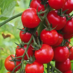Tomate Cerise Supersweet 100 F1 Bio. La barquette de 3 plants