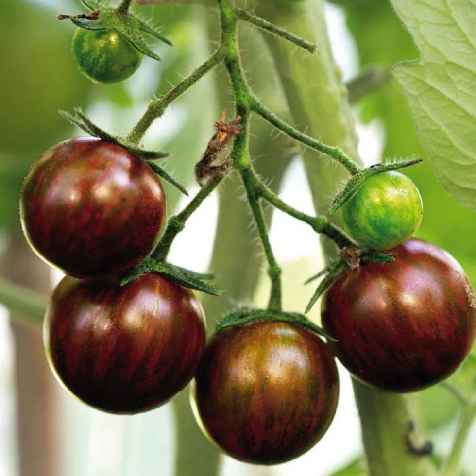 Tomate Cocktail En Grappe Black Zebra bio. Le pot de 9 x 9 cm