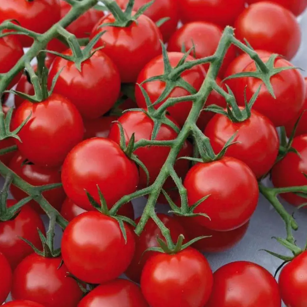 Tomate Cocktail En Grappe Harmony bio. Le pot de 9 x 9 cm