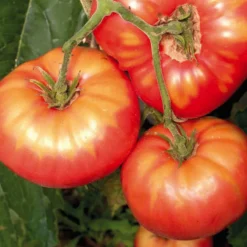 Tomate Cotelée Brandywine Bio. Le pot de 9x9 cm