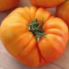 Tomate Côtelée Ananas Bio. La barquette de 3 plants