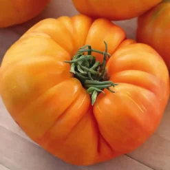 Tomate Côtelée Ananas Bio. La barquette de 3 plants