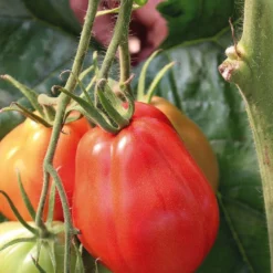 Tomate Côtelee Corazon Bio. La barquette de 3 plants