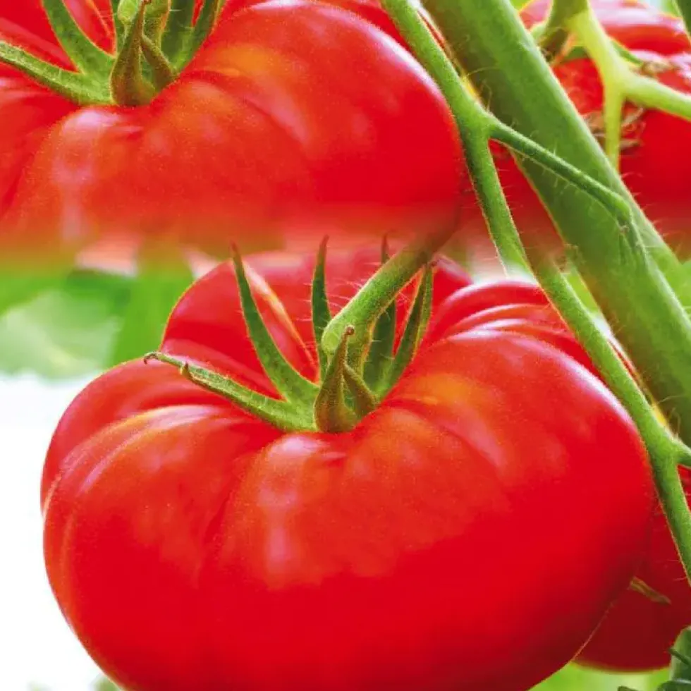 Tomate Côtelee Marbonne Bio. La barquette de 3 plants
