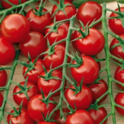 Tomate Delice Du Jardinier Bio. La barquette de 3 plants