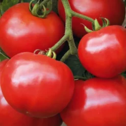 Tomate Ronde Estiva bio. Le pot de 9 x 9 cm