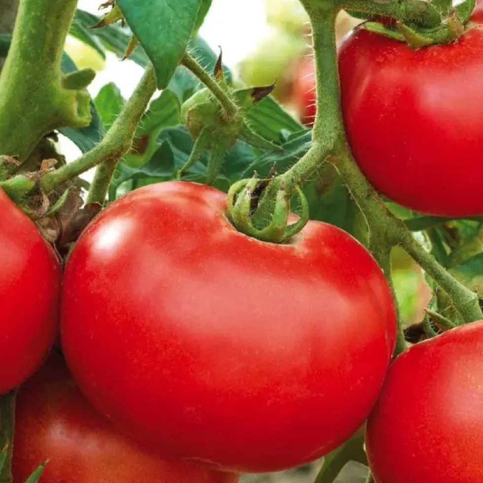Tomate Ronde Merveille Des Marches bio. Le pot de 9 x 9 cm