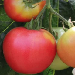 Tomate Ronde Rose De Berne bio. Le pot de 9 x 9 cm