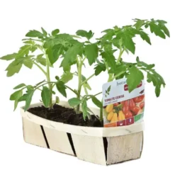 Tomates Cerises En Mélange bio. La barquette de 3 plants