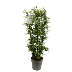 Trachelospermum jasminoides blanc. Le pot de 9,6 litres, forme espalier