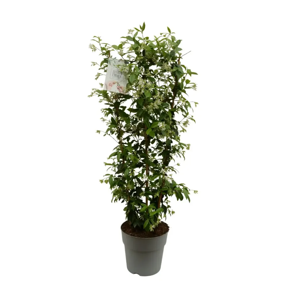 Trachelospermum jasminoides blanc. Le pot de 9,6 litres, forme espalier