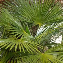 Trachycarpus Fortunei (palmier à chanvre) en pot de 3 L vert