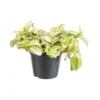 Tradescantia Brightness blanc. Le pot Ø 12 cm