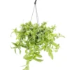 Tradescantia Ivory Hill (Misère) blanc. La suspension Ø 12 cm