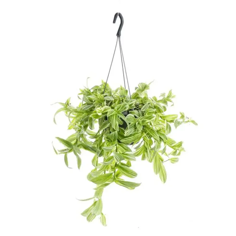 Tradescantia Ivory Hill suspension Ø17xH35 cm