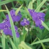 Tradescantia. La suspension de Ø 12 x H 25 cm