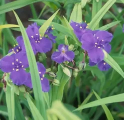 Tradescantia. La suspension de Ø 12 x H 25 cm
