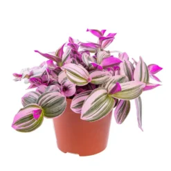 Tradescantia Nanouk. Le pot Ø 12 cm