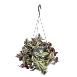 Tradescantia suspension Ø18xH40 cm