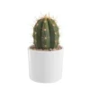 Trichocereus pasacana en pot blanc émaillé H 20 x Ø 20 cm