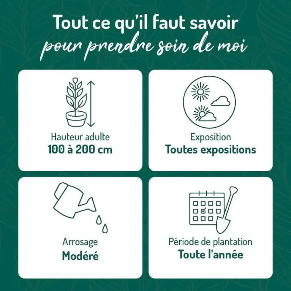 Troène du Japon vert. Le pot de 3 litres