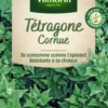 Tétragone Cornue Vilmorin - graines à semer
